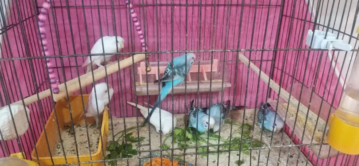 مرغ عشق|پرنده|اصفهان, بهارستان|دیوار