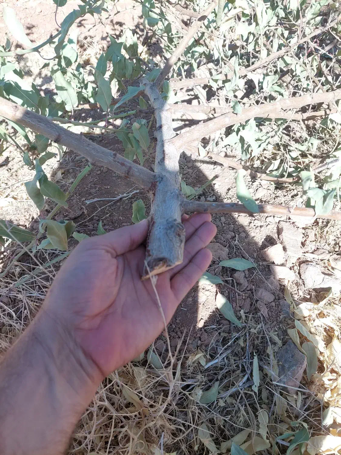 فروش خرده چوب هرس درخت بادام|خدمات باغبانی و درختکاری|چادگان, |دیوار