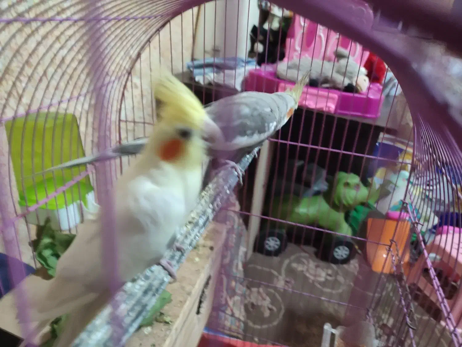 عروس هلندی بشرط تخم. جوجه با قناری محلیم عوض میکنم|پرنده|بندرعباس, |دیوار