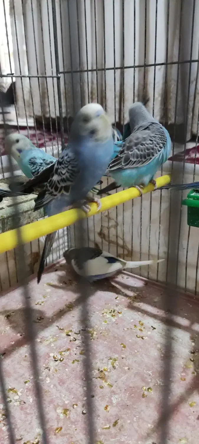 مرغ عشق مولد جوان|پرنده|برخوار, |دیوار