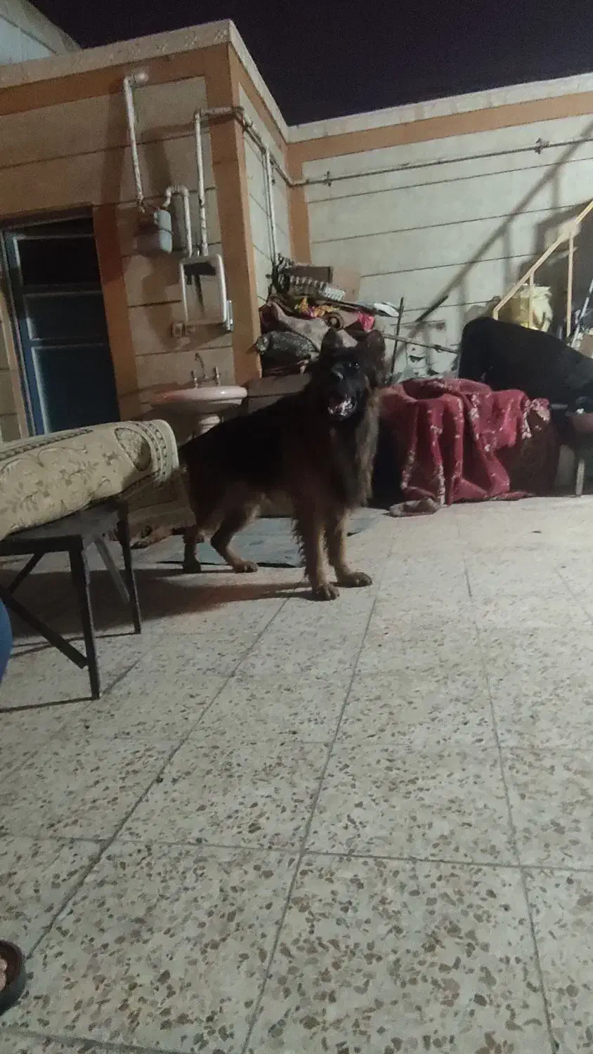 سگ ژرمن شیپر شولاین|سگ|اهواز, منبع اب|دیوار