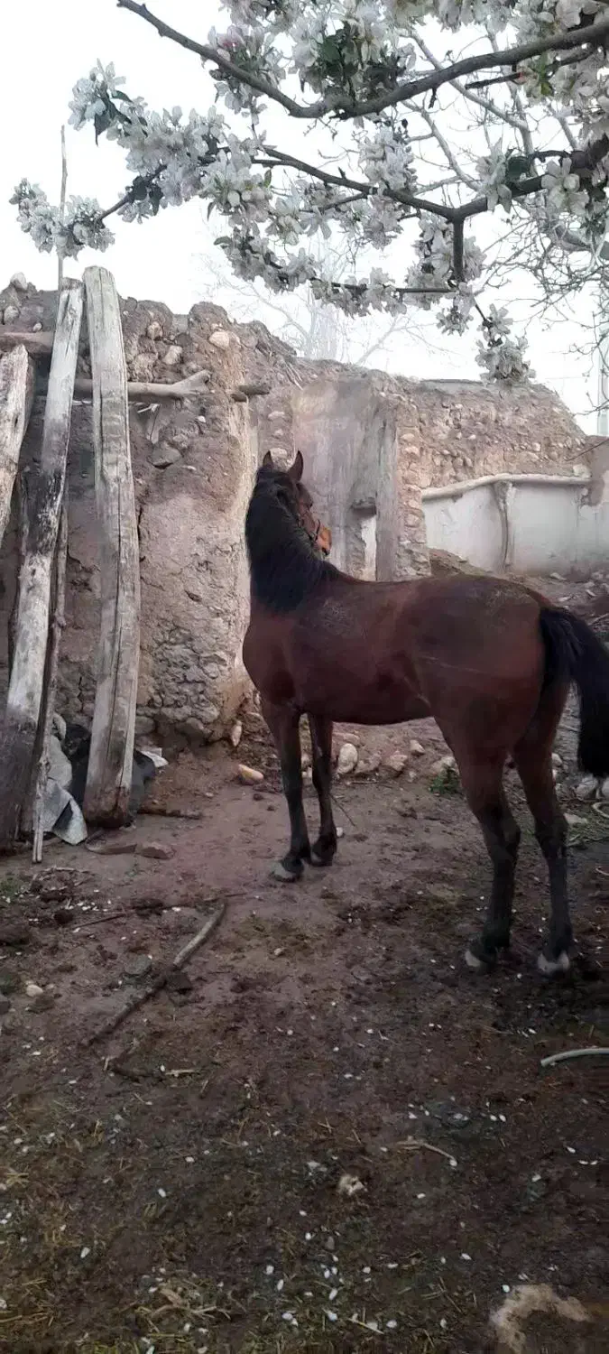 اسب مادیان|اسب و تجهیزات اسب‌سواری|زنجانرود, |دیوار