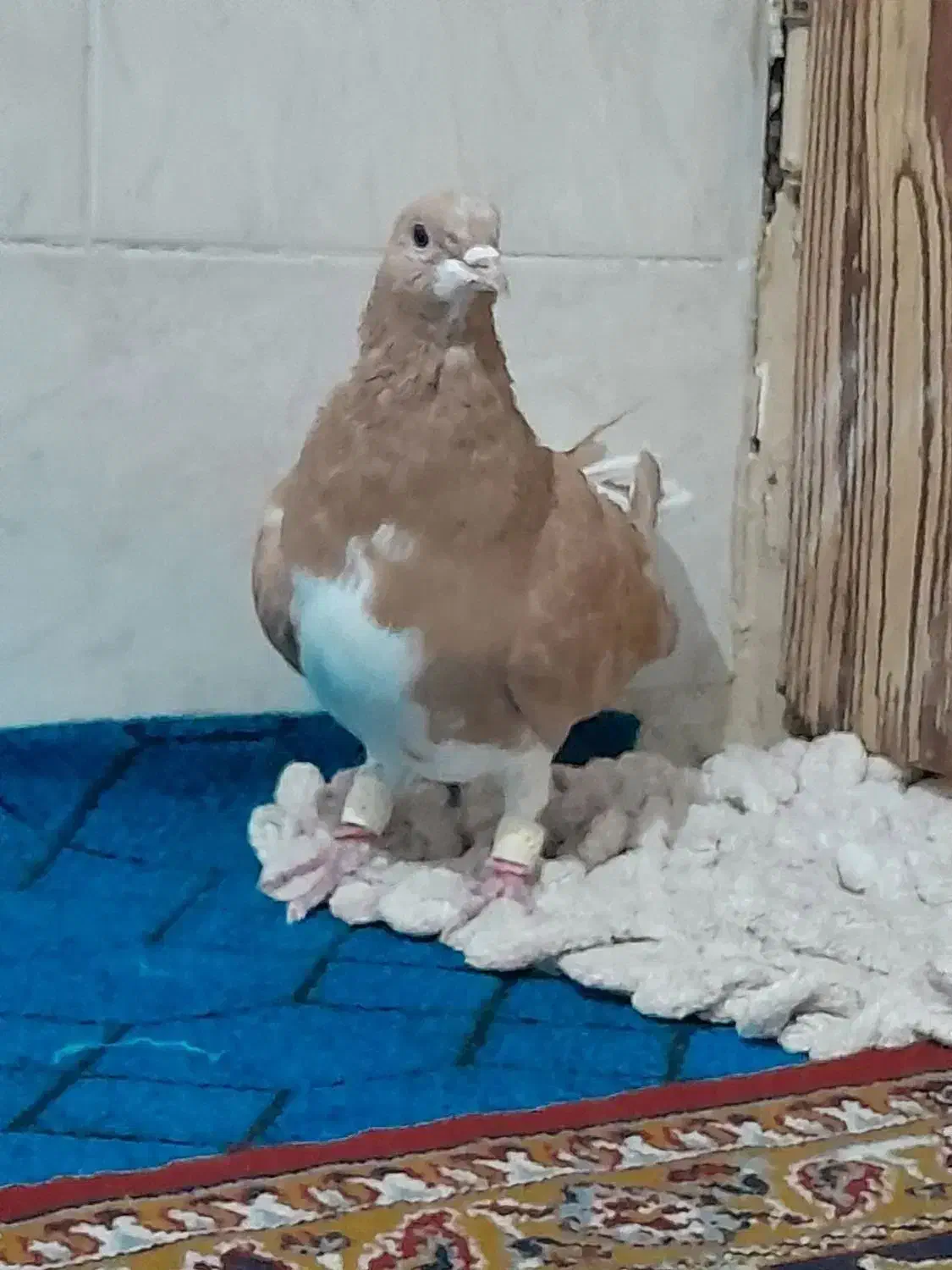 کبوتر|پرنده|شیراز, سعدیه شمالی|دیوار