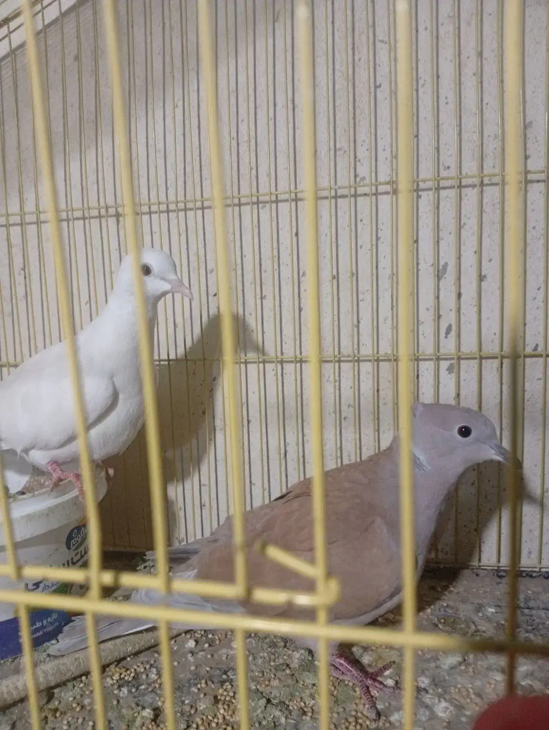 یک جفت کبوتر محلی|پرنده|میناب, |دیوار