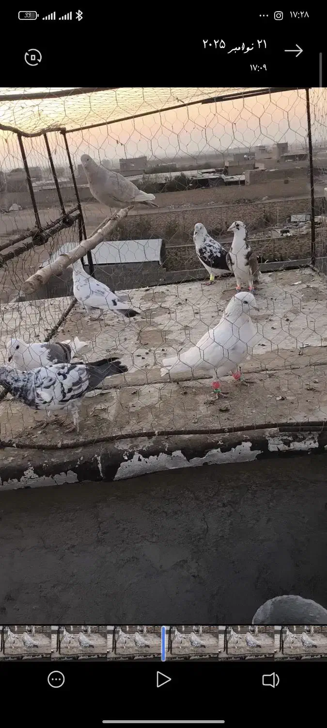 کبوتر|پرنده|محمدیه-قزوین, |دیوار