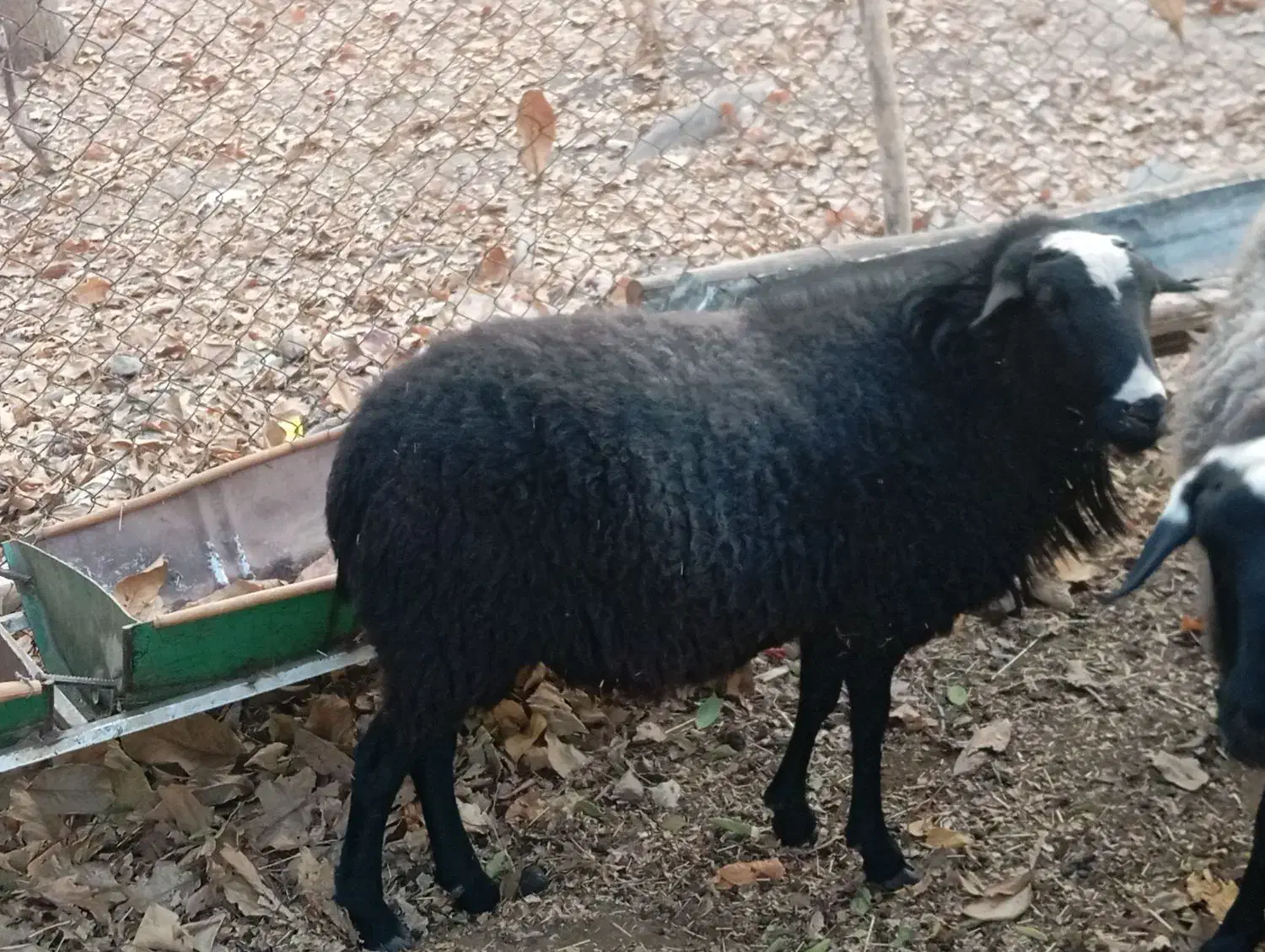 بره قوچ شالرومانف|حیوانات مزرعه|دماوند, گیلاوند|دیوار