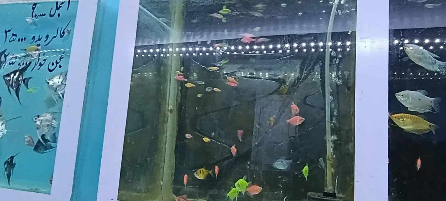 ماهی آکواریومی|ماهی|رشت, آب و برق|دیوار