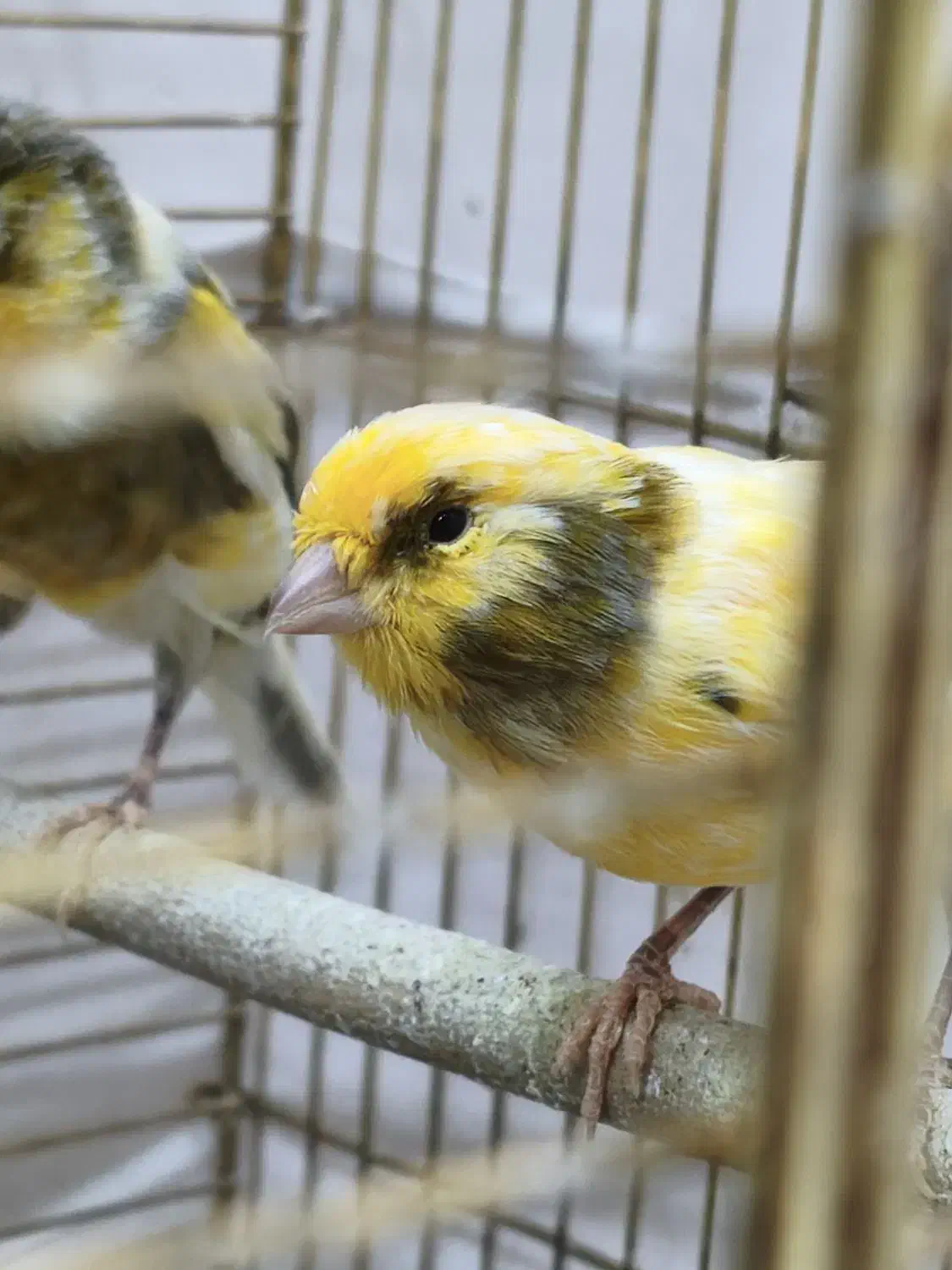 دو عدد قناری سالم و زیبا|پرنده|تهران, شهرک آتی شهر|دیوار