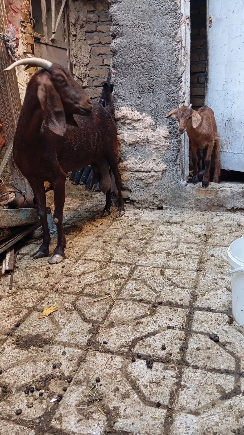 بز شیرا|حیوانات مزرعه|مشهد, کشاورز|دیوار