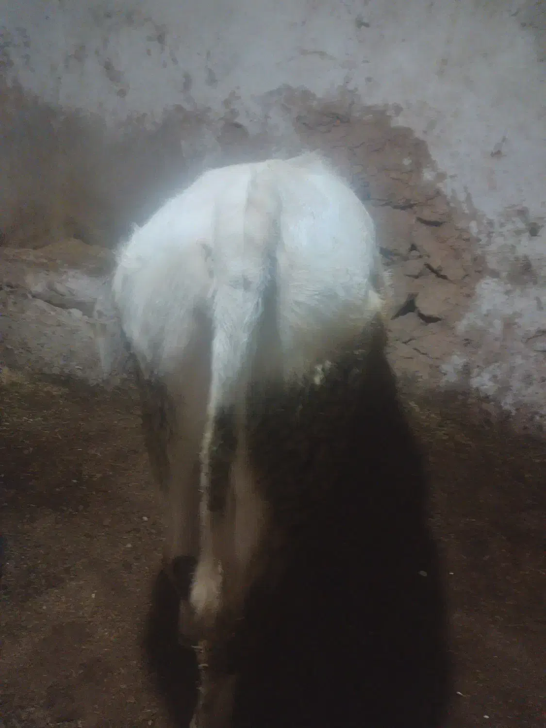 گوساله|حیوانات مزرعه|چاراویماق, |دیوار