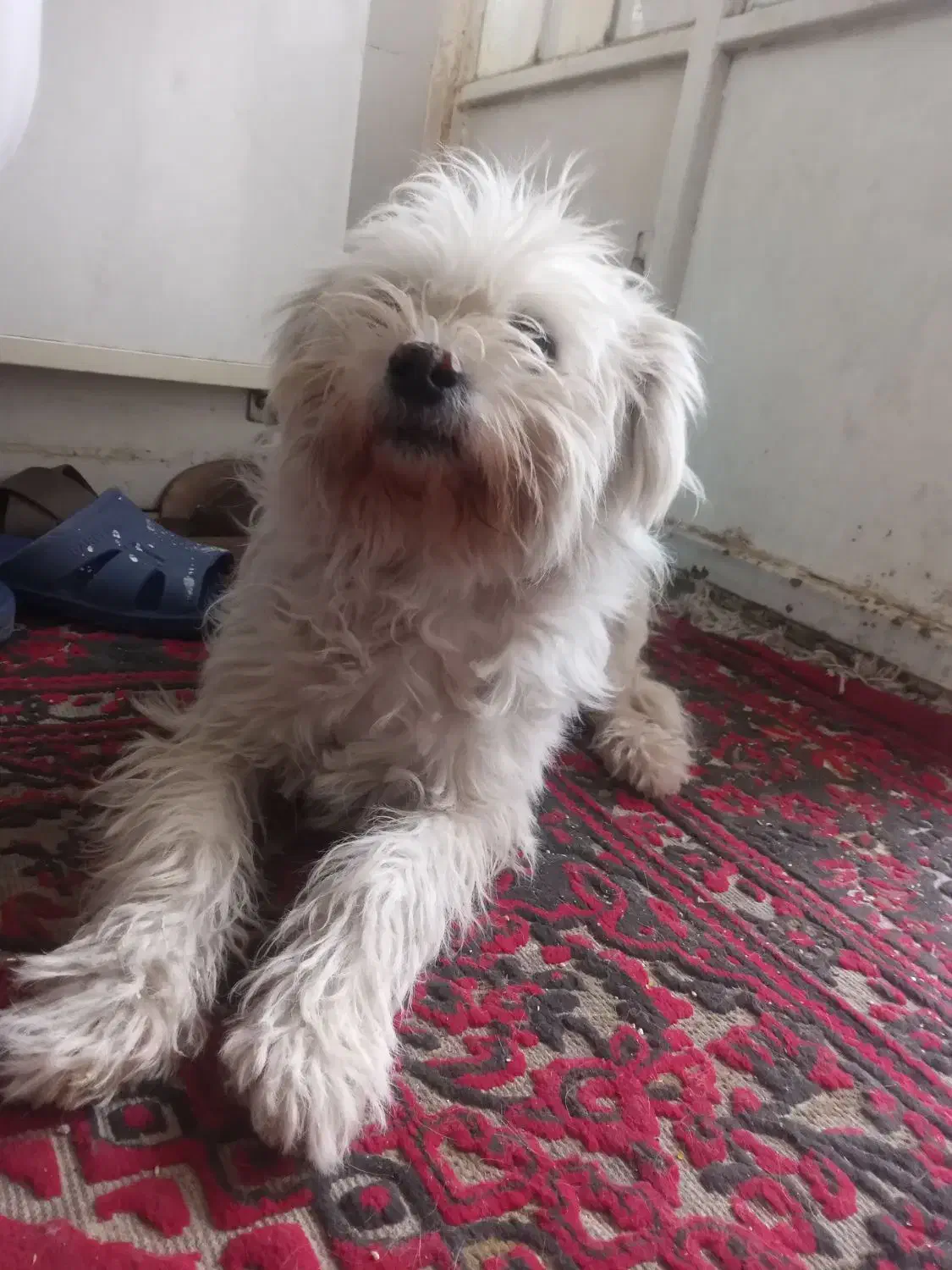 واگذاری سگ|سگ|شیراز, دباغ خانه|دیوار