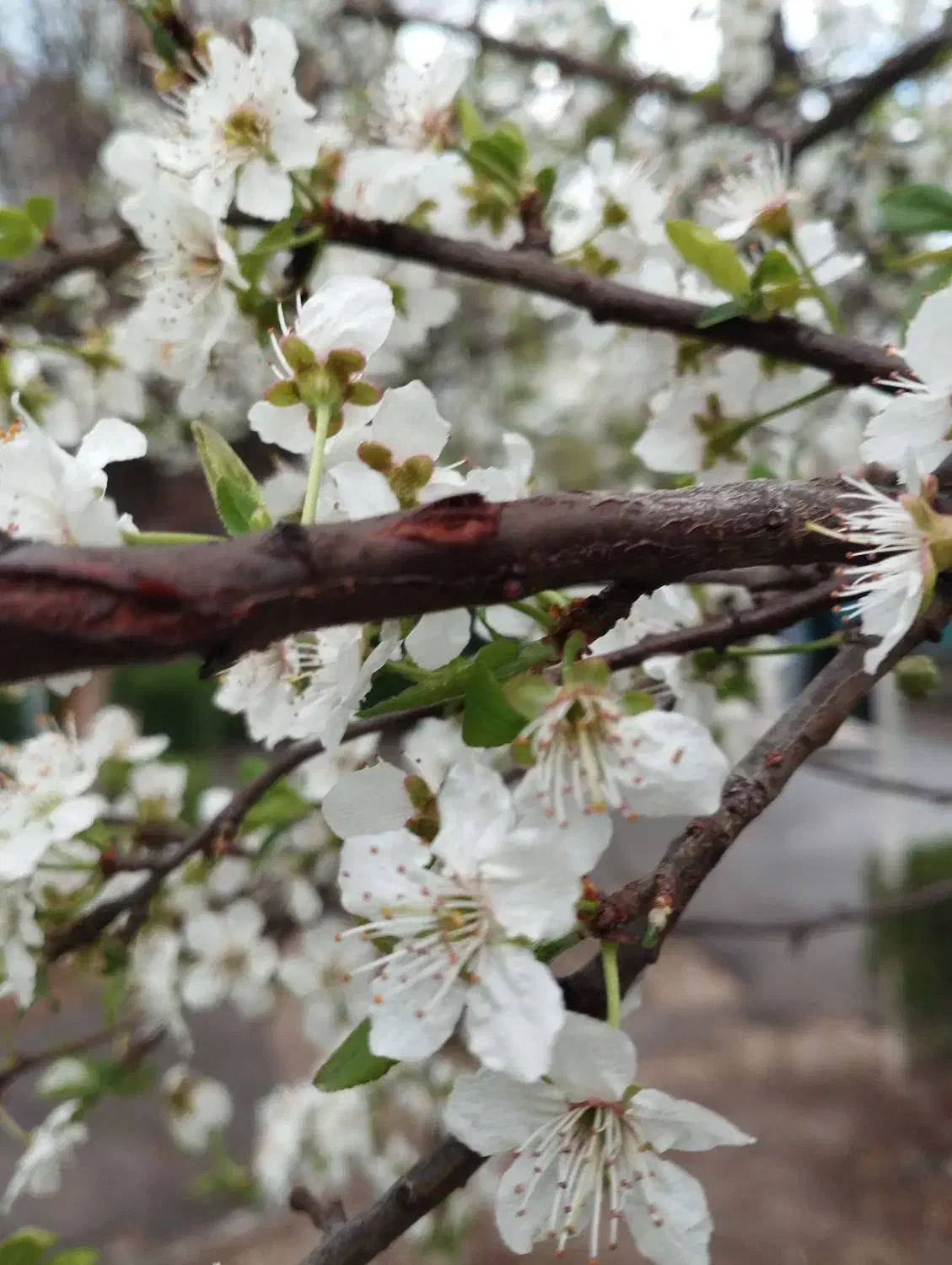 راهنمایی|فعالیت داوطلبانه|ری, علایین|دیوار