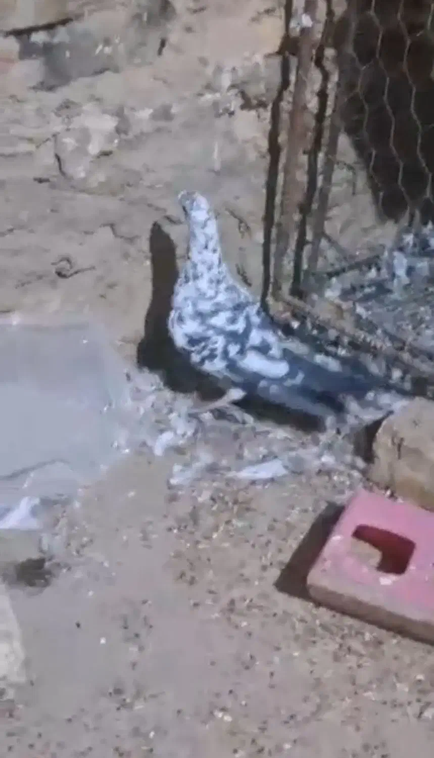 کفتر گلی پلاکی و درب گنجه|پرنده|کازرون, |دیوار