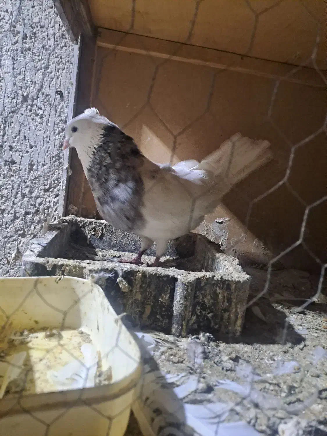 دوتا کفتر طوقی|پرنده|قرچک, مهدیه|دیوار