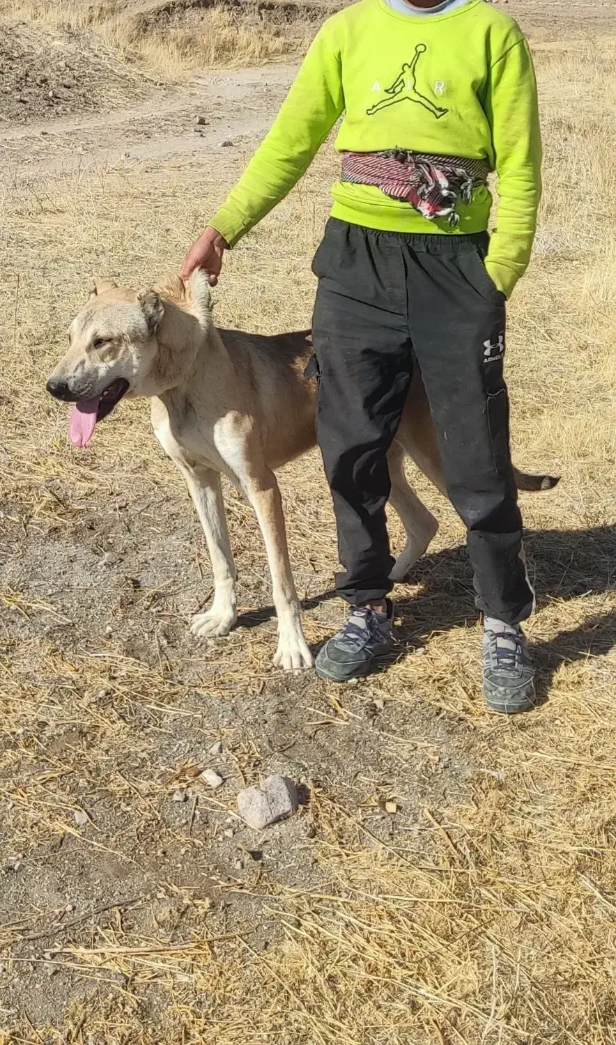 توله سرابی|سگ|بستان آباد, |دیوار