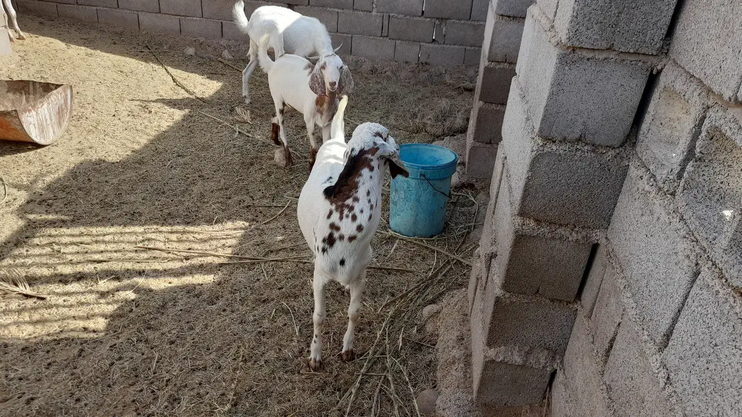 فروش کهره نر|حیوانات مزرعه|قلعه قاضی, |دیوار