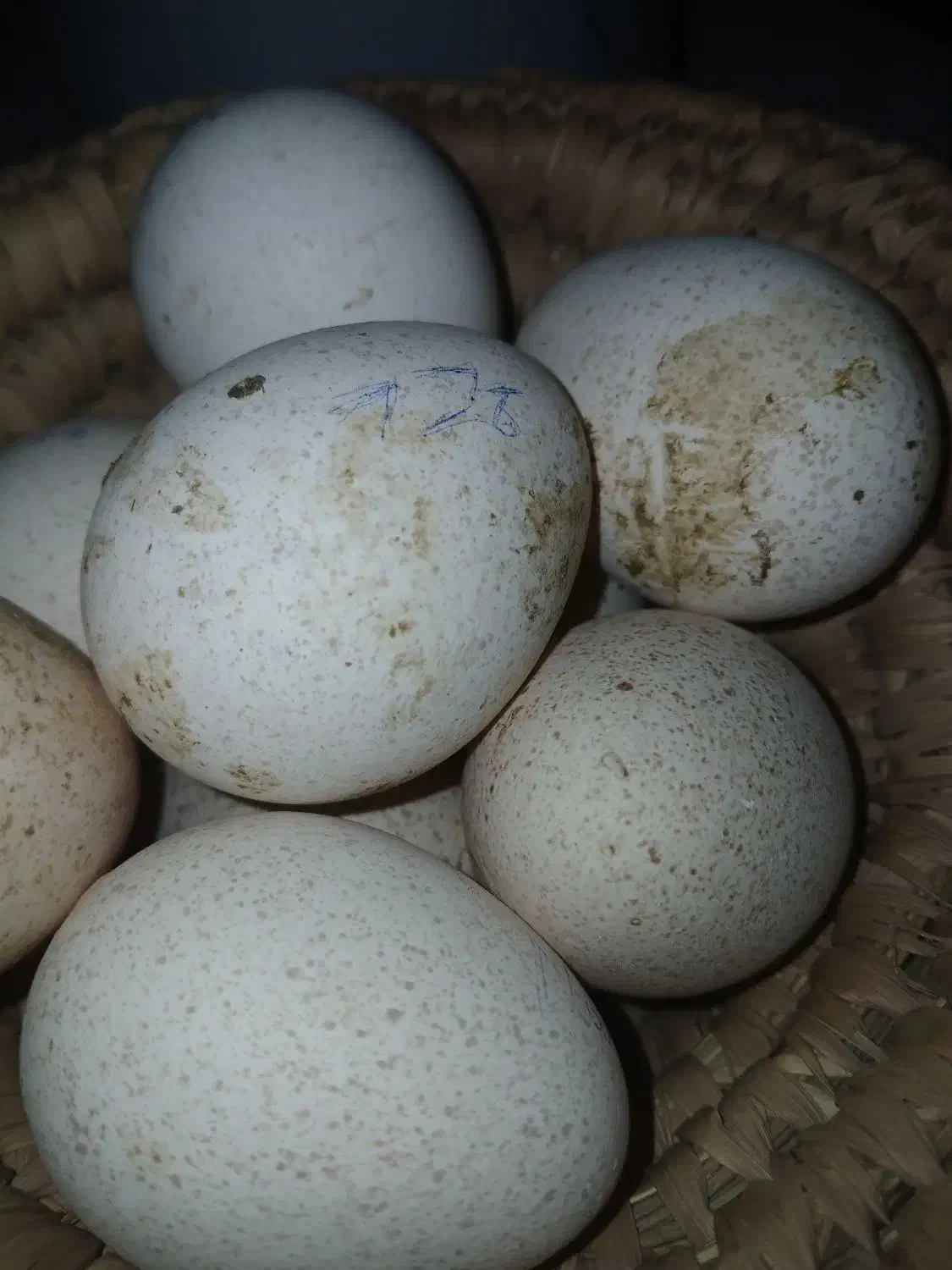 تخم بوقلمون بربون|حیوانات مزرعه|دزفول, |دیوار