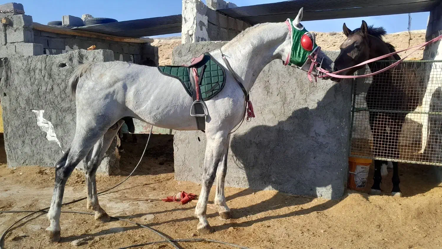 نریون درشت همه قیمت همه نژاد|اسب و تجهیزات اسبسواری|لار, |دیوار