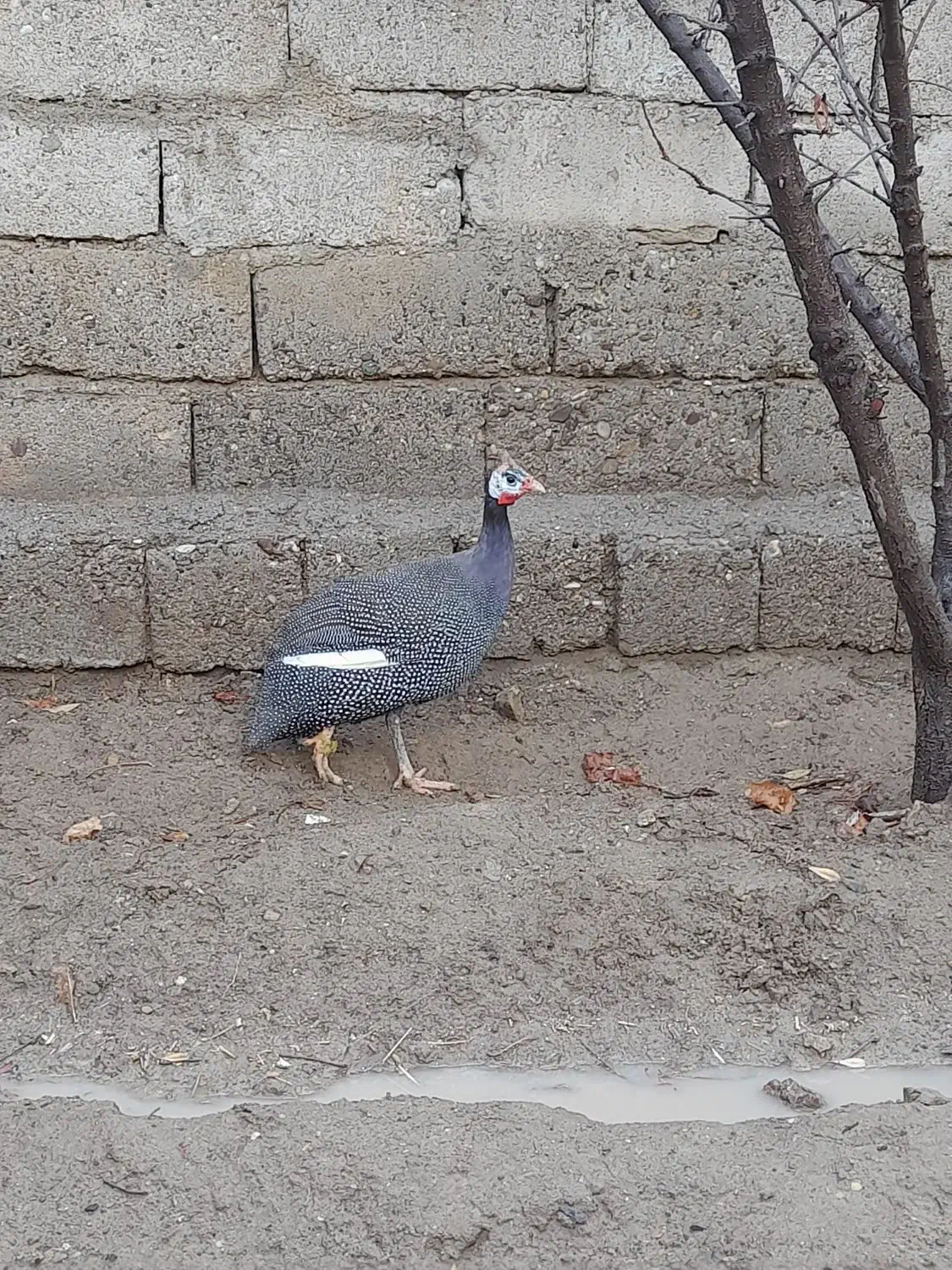 مرغ|حیوانات مزرعه|مهاباد (آذربایجان غربی), |دیوار