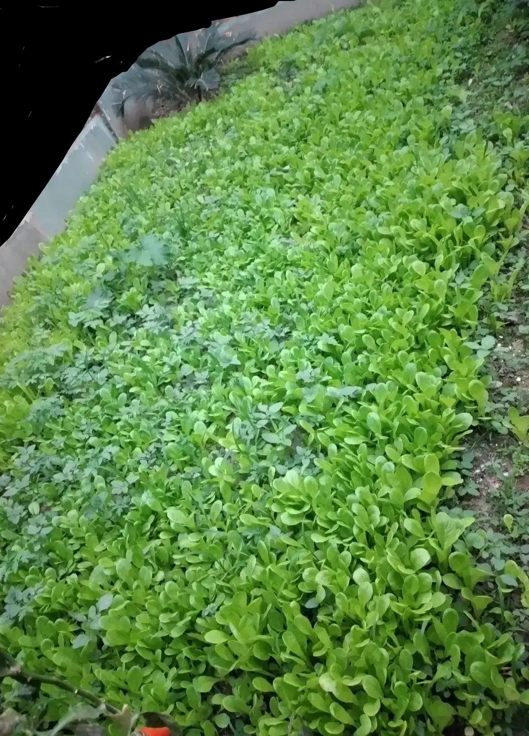 کاهو پیچ روغنی|گل و گیاه طبیعی|کردکوی, |دیوار