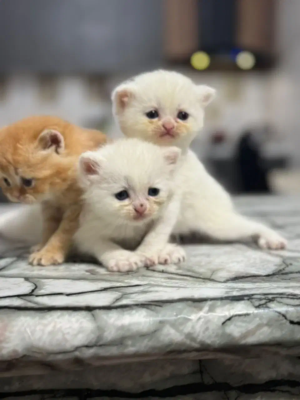 واگذاری گربه بریتیش پرشین اصیل|گربه|ساری, |دیوار