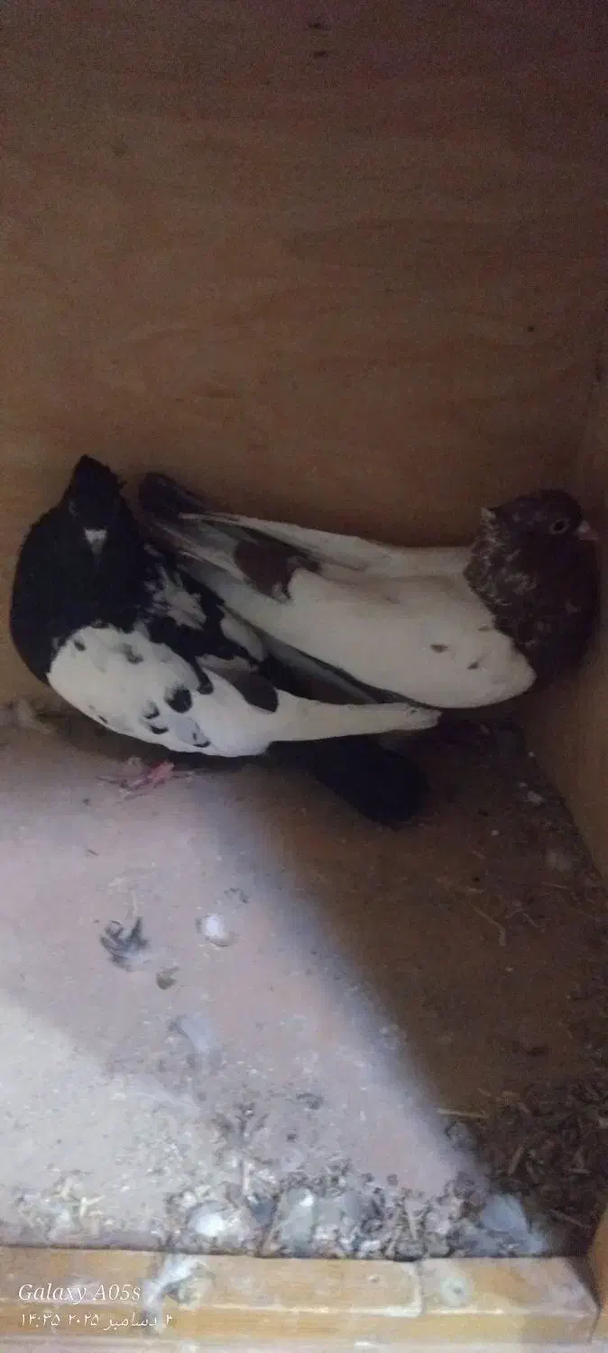 حیوان|پرنده|قوچان, |دیوار