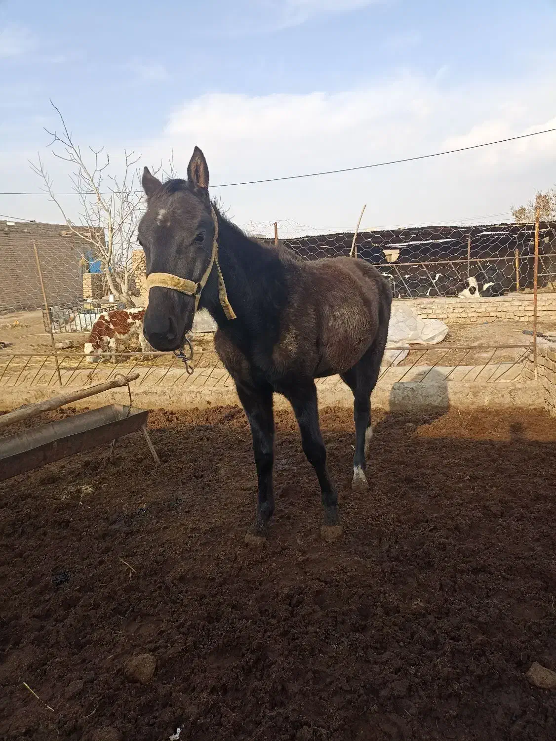 اسب|اسب و تجهیزات اسب‌سواری|سبزوار, کهنه آب|دیوار