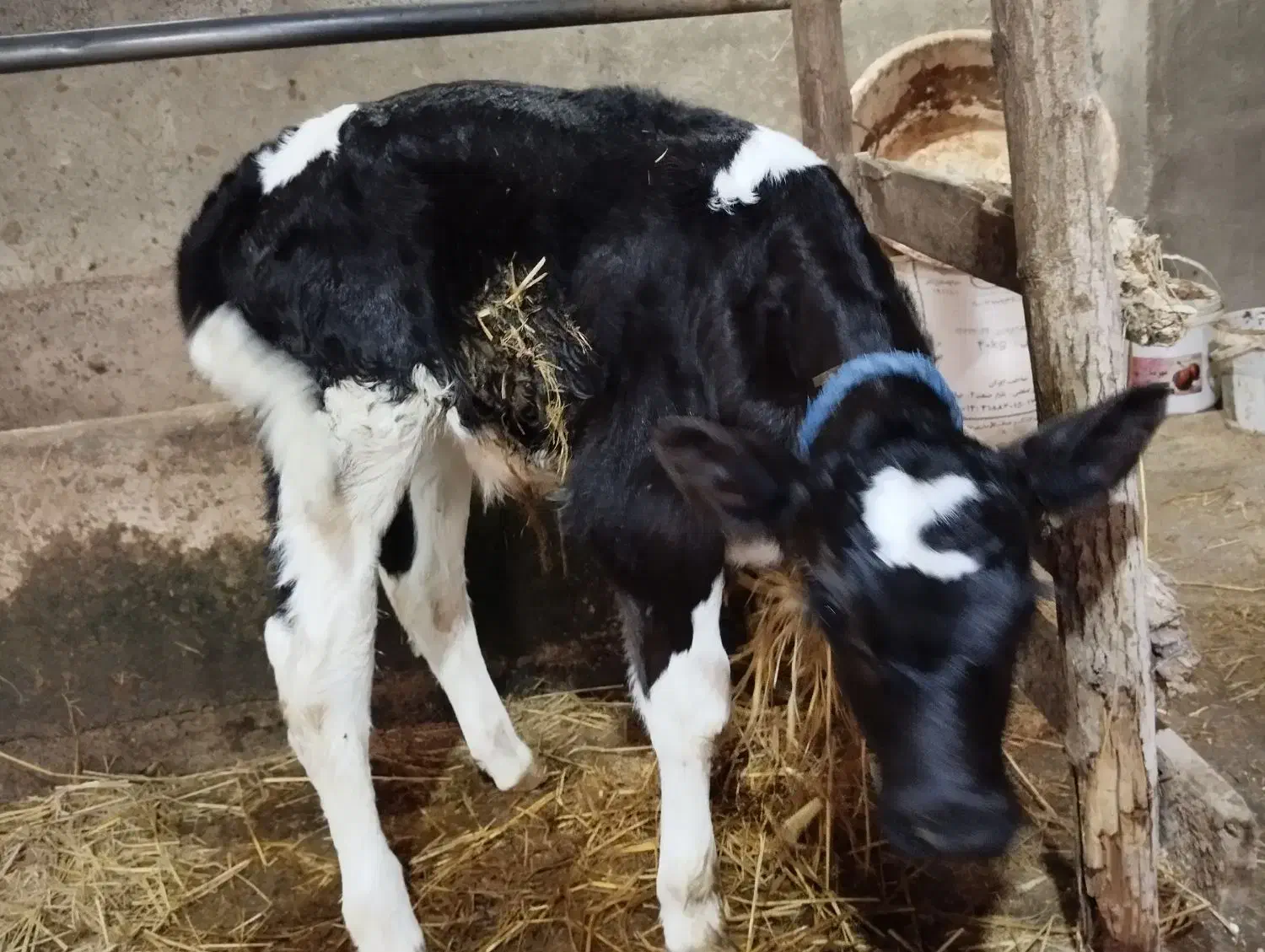 گوساله نر شیرخوار|حیوانات مزرعه|رشت, حومه رشت|دیوار