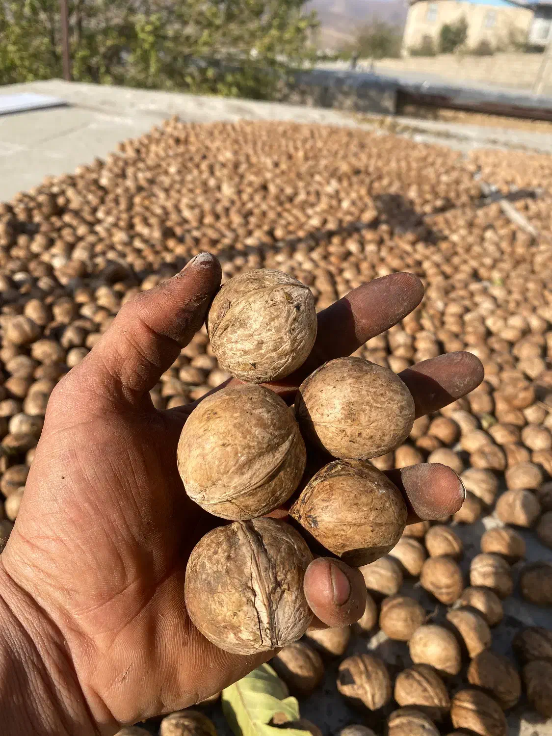 گردو|عمدهفروشی|زند, |دیوار