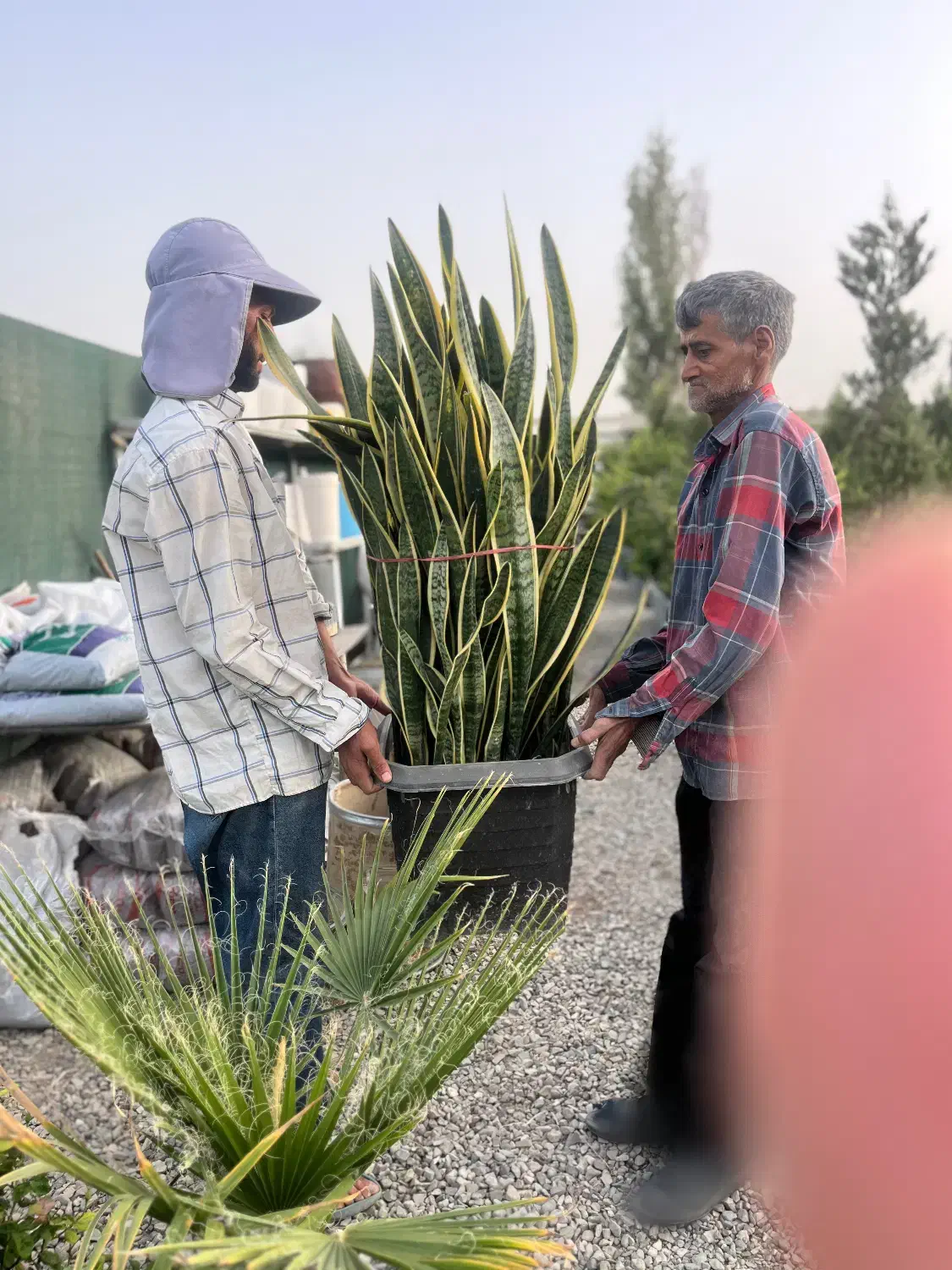 سانسوریا جعبه ای بزرگ فقط یک تومان|گل و گیاه طبیعی|تهران, شهرک آزادی|دیوار