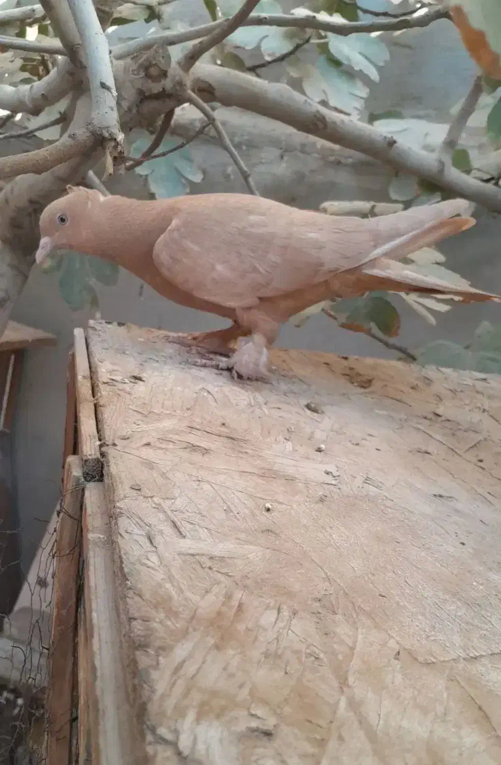 کبوتر رواعب لانگ فیس|پرنده|قم, حاج زینل|دیوار