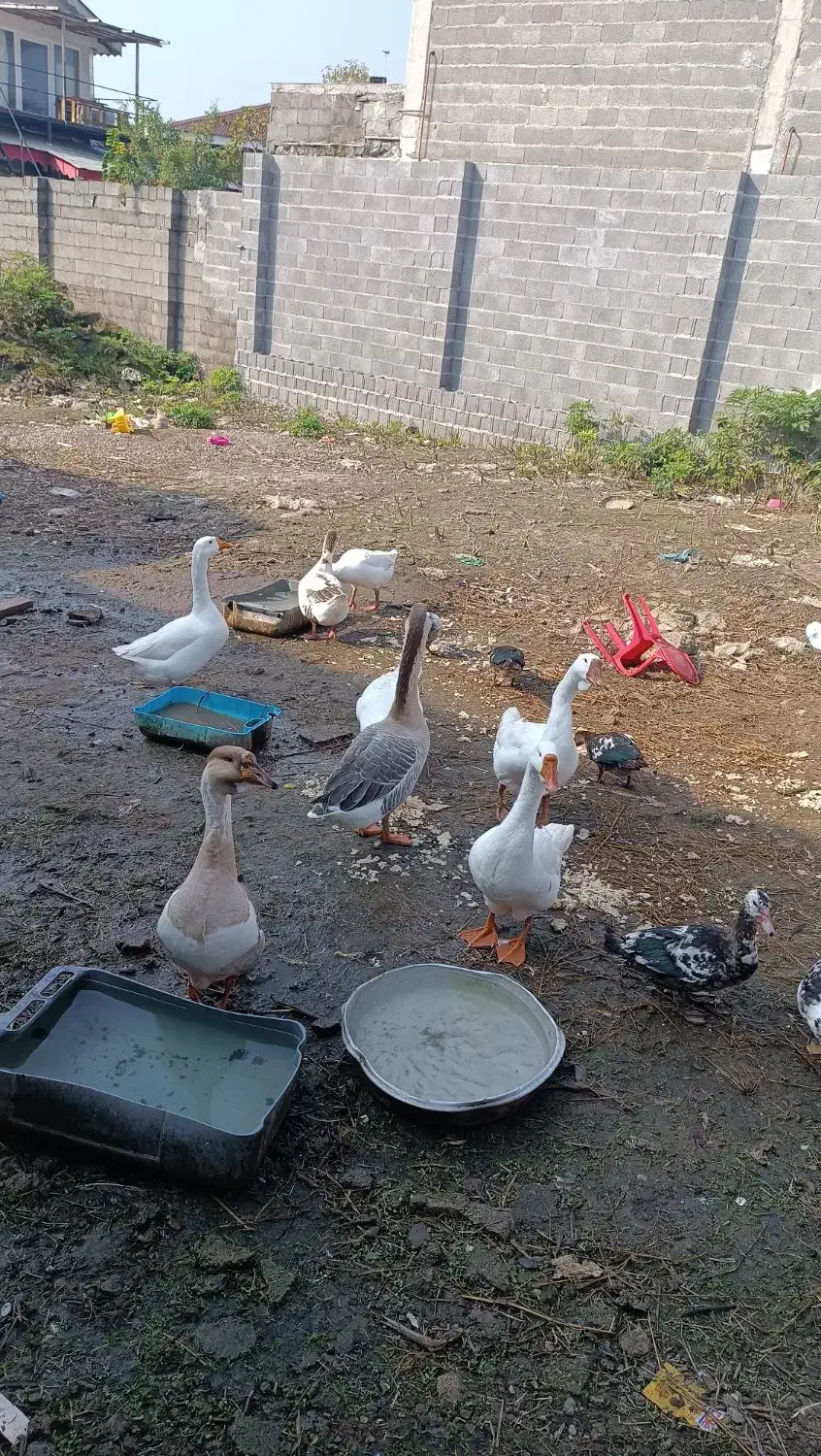 قو غاز نر لیندا|حیوانات مزرعه|خمام, |دیوار