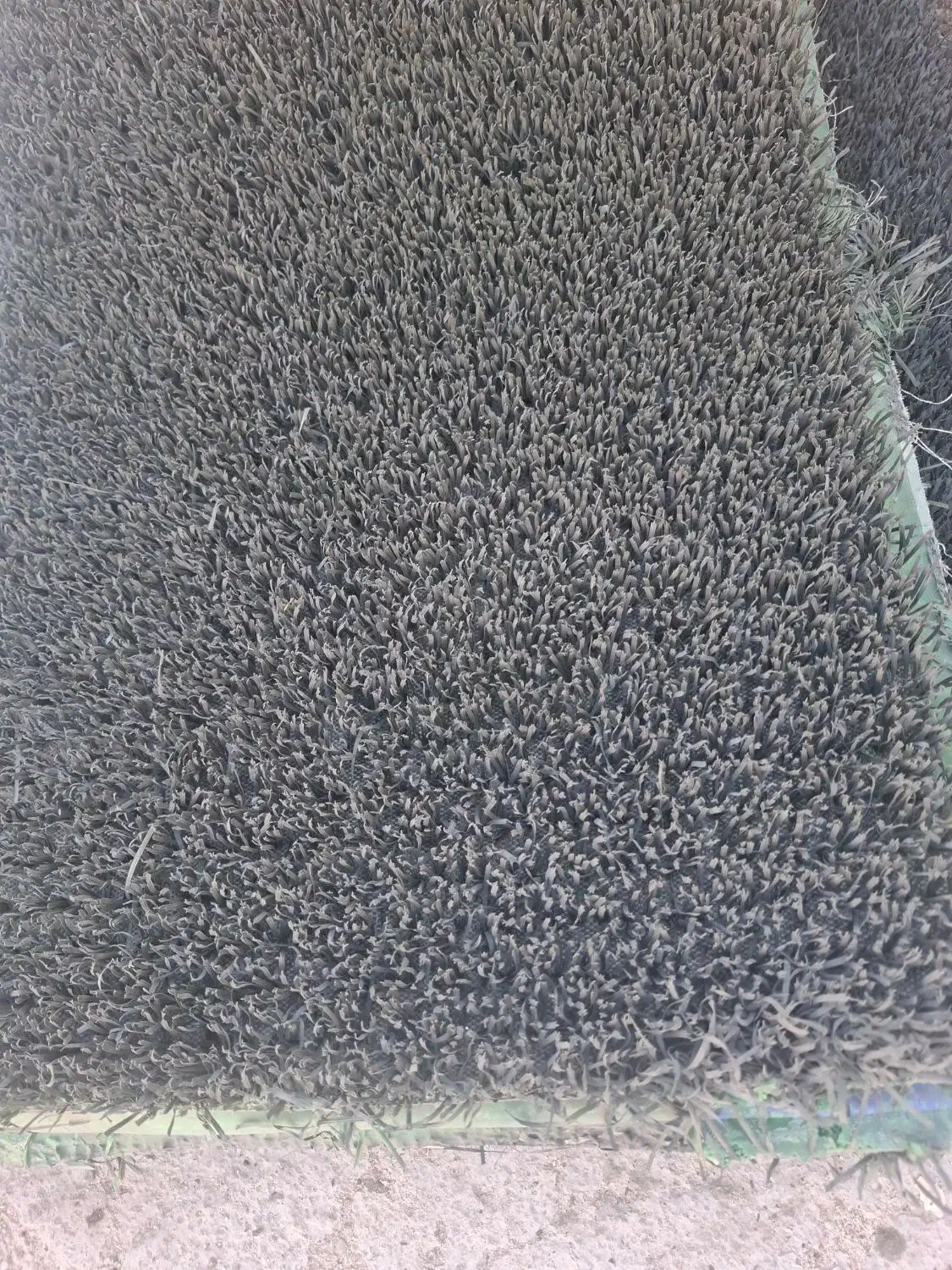 چمن مصنوعی|مصالح و تجهیزات ساختمان|فیروزآباد (فارس), |دیوار