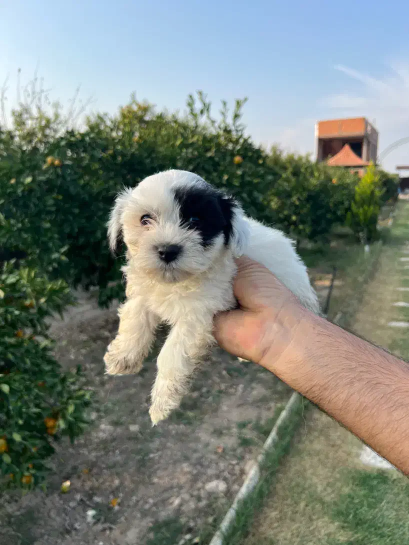 فروش توله سگ|سگ|بهشهر, |دیوار