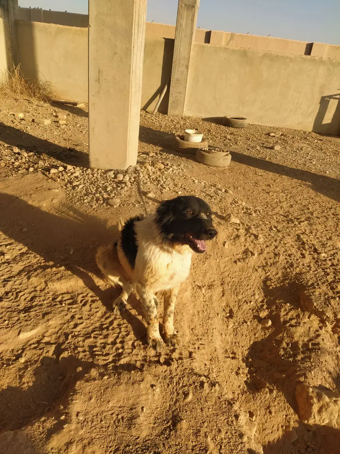 سگ نگهبان (مخصوص باغ)|سگ|برخوار, |دیوار