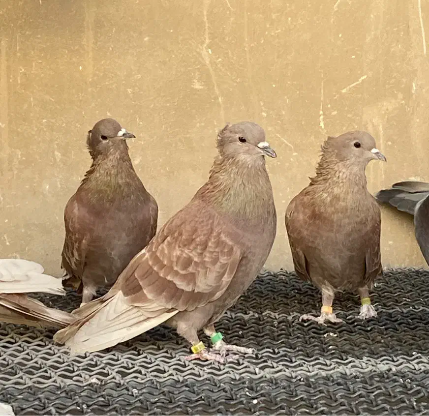 سه تا نر سرخ کاکولی مور دمگیر دمدار|پرنده|اصفهان, جاوان|دیوار