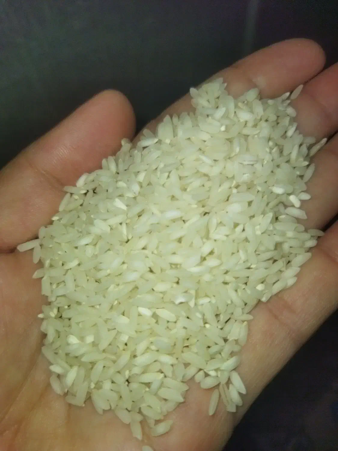 برنج چمپای میداوود|خوردنی و آشامیدنی|رامهرمز, |دیوار