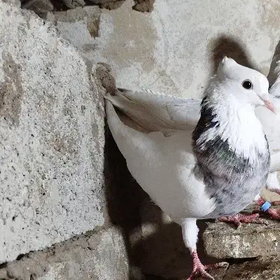 ماده|پرنده|ویلکیج, |دیوار