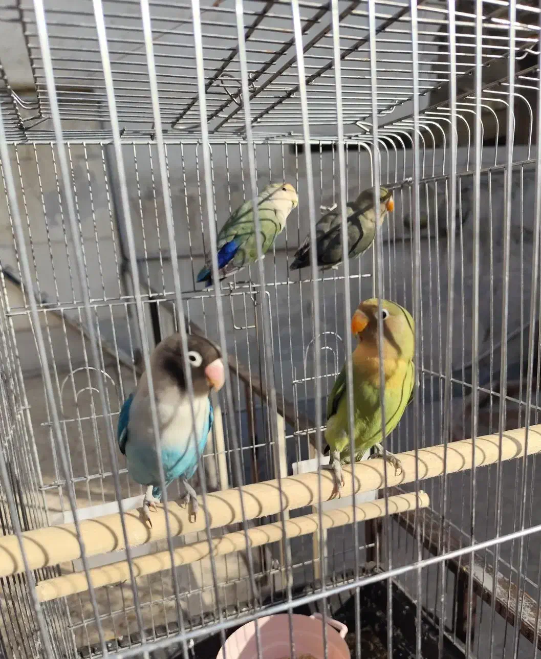 طوطی برزیلی|پرنده|فردیس, فردیس|دیوار