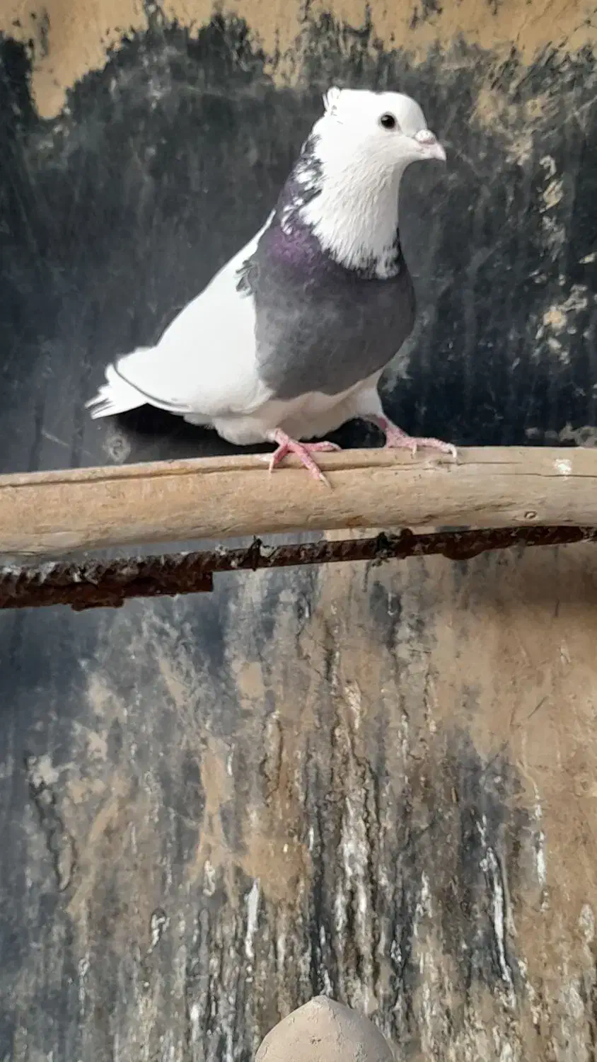 ۵۰۰۰۰۰۰|پرنده|سوسنگرد, |دیوار