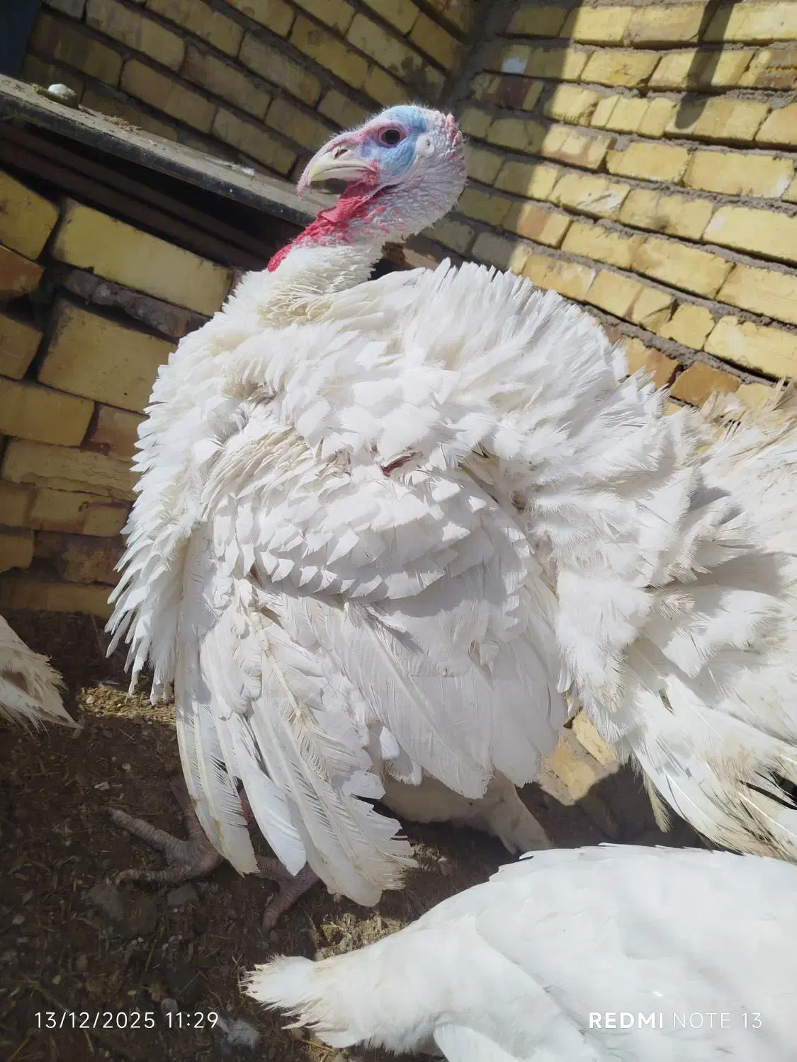 بوقلمون|حیوانات مزرعه|دشتابی, |دیوار