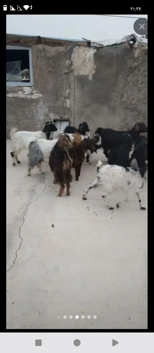 ۱۰راس بزغاله ماده|حیوانات مزرعه|دشتابی, |دیوار