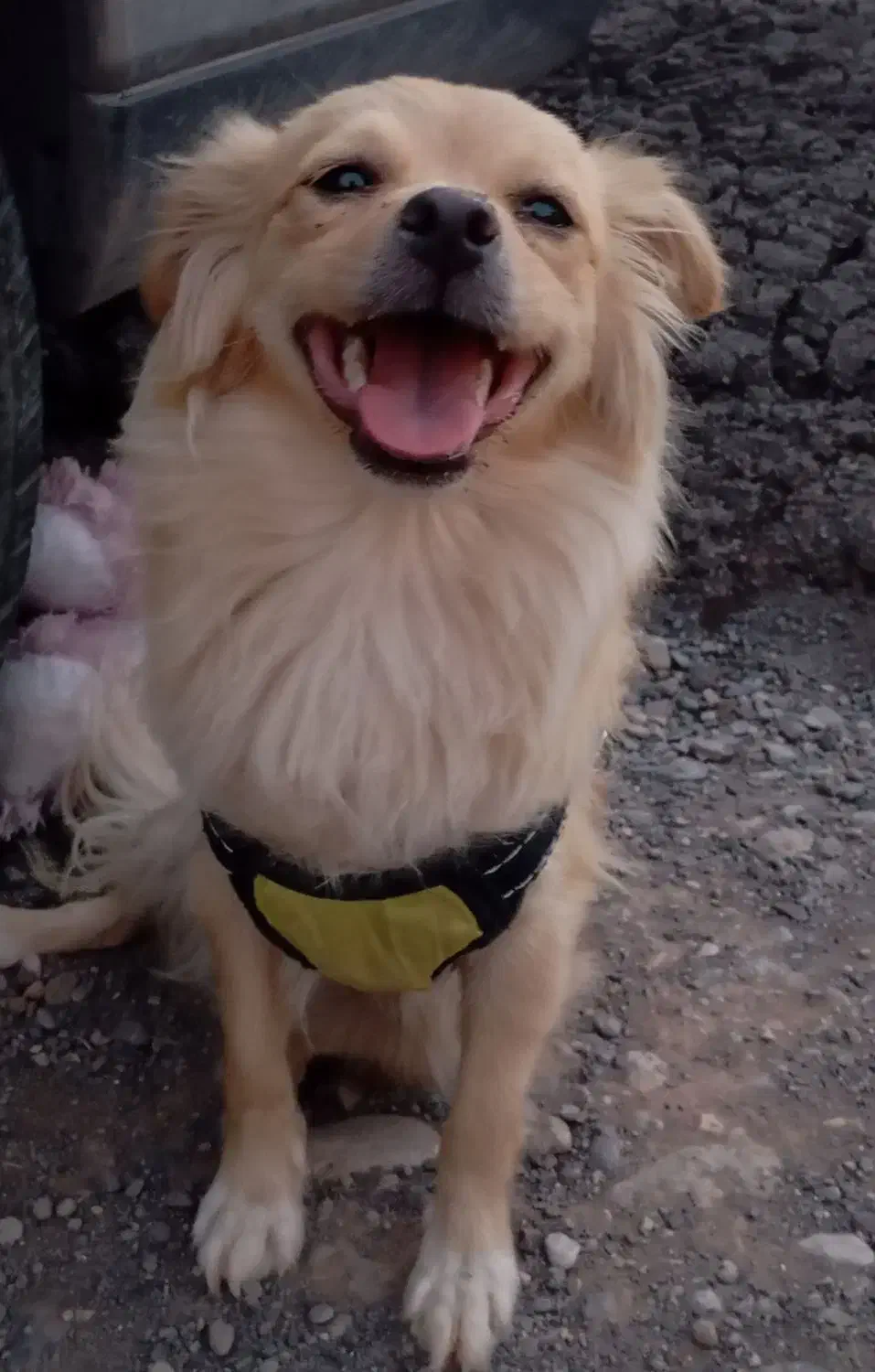 گمشده|حیوانات|بم, |دیوار