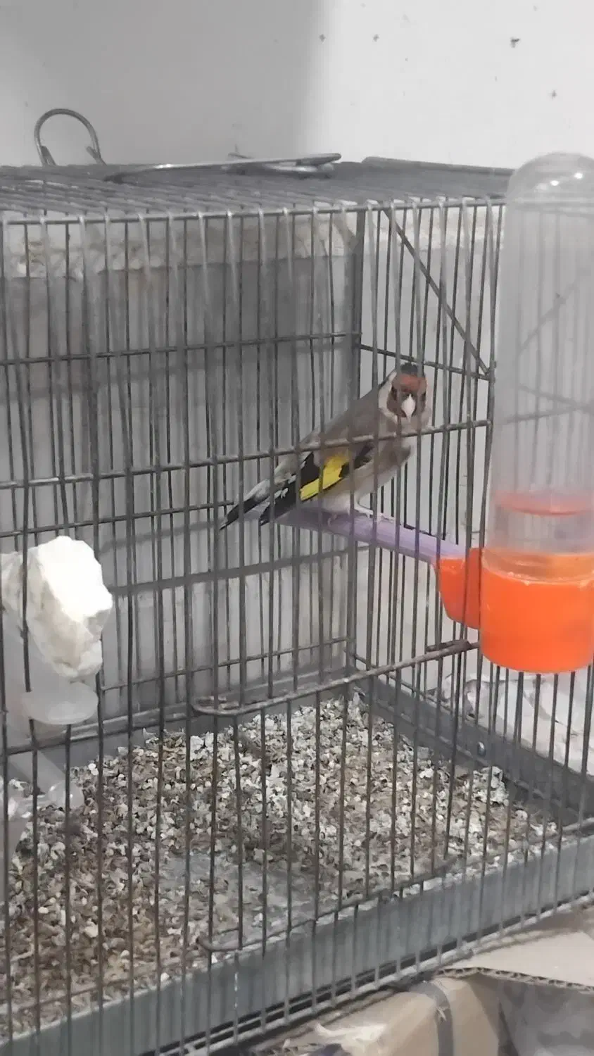 سهره مرغ عشق عروس|پرنده|قزوین, |دیوار