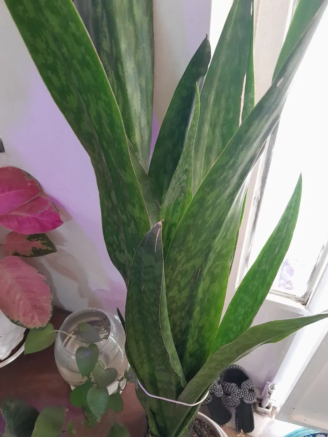 انواع گیاهان کلکسیونی خاص|گل و گیاه طبیعی|بهبهان, |دیوار