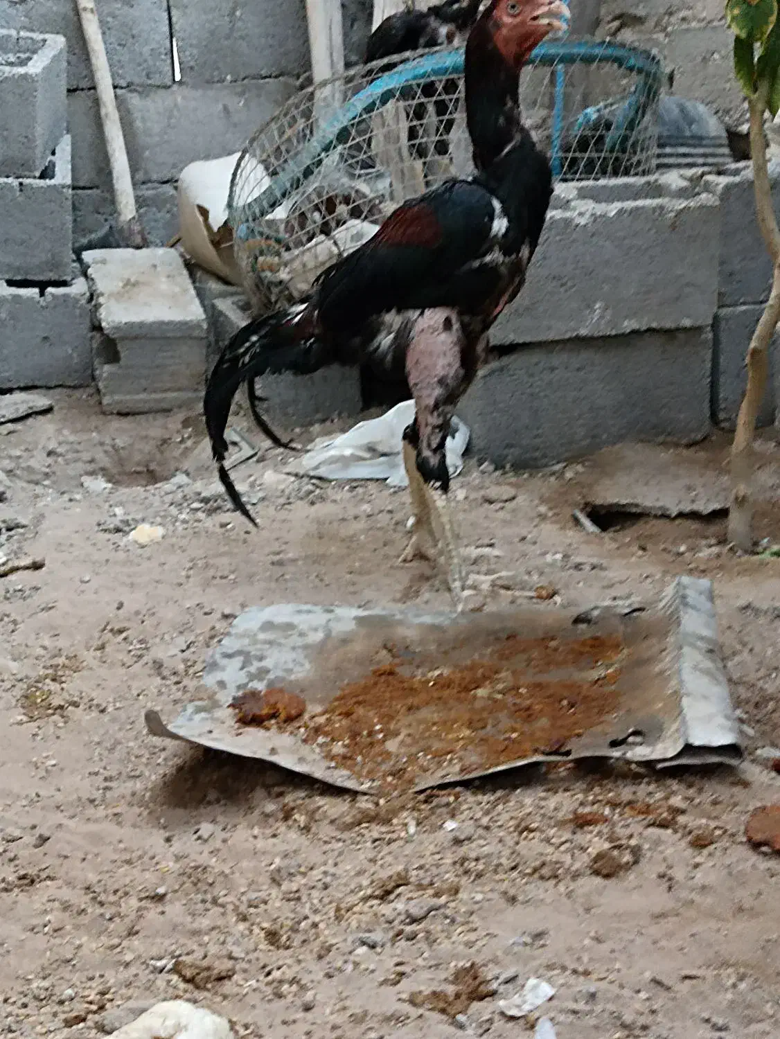 فروش خروس لاری|حیوانات مزرعه|میمند, |دیوار