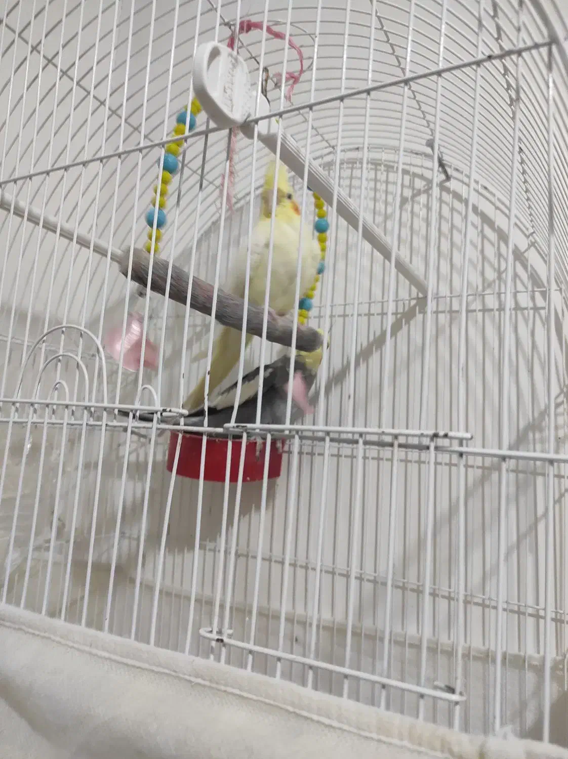 فروشی|پرنده|سراب, |دیوار