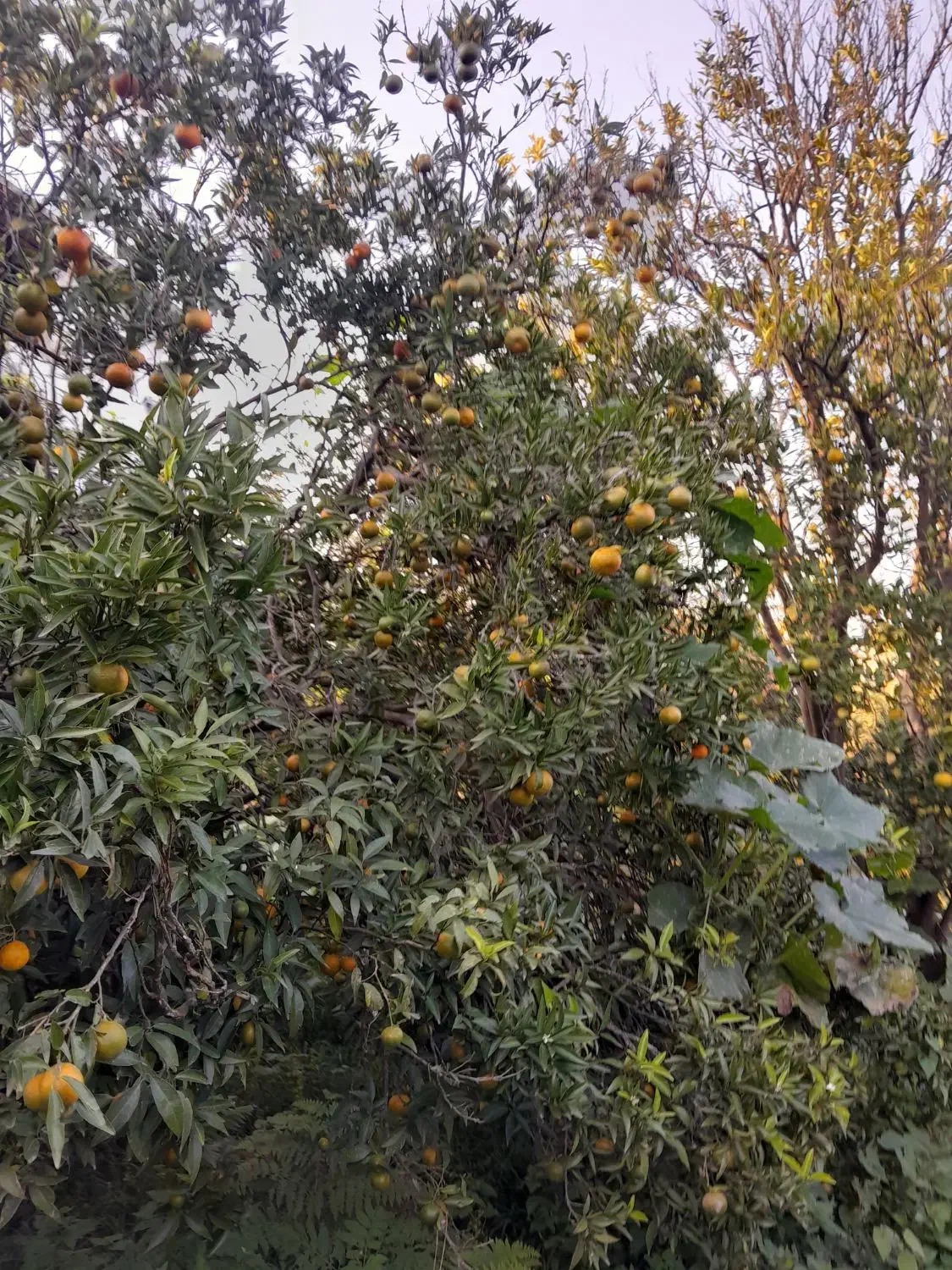 فروش نارنگی انشوونارنگی یافا|خوردنی و آشامیدنی|مرزیکلا, |دیوار