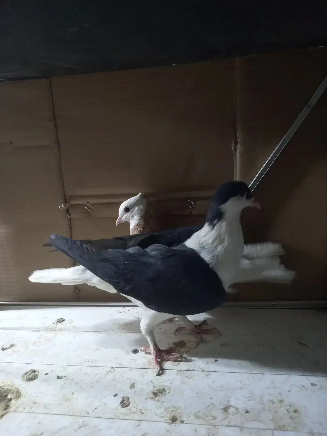 کفتر صید|پرنده|مشهد, چهنو|دیوار