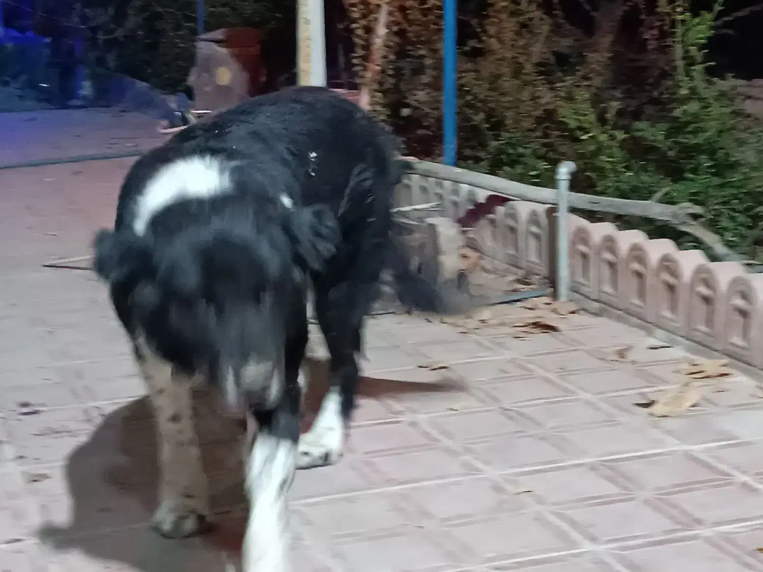 واگذاری سگ قدرجونی|سگ|ابریشم, |دیوار